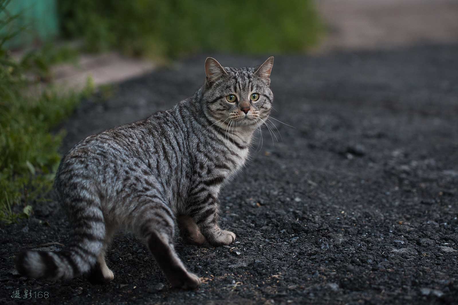 猫咪摄影全攻略