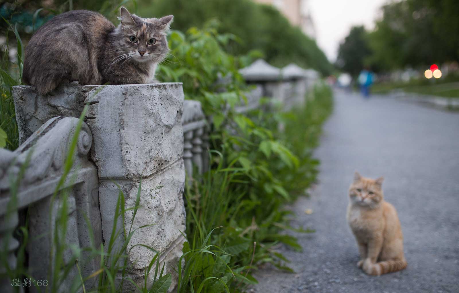 猫咪摄影全攻略