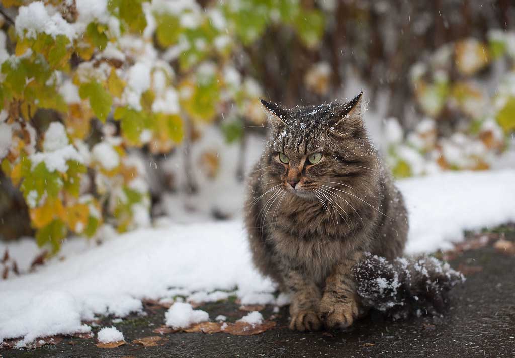 猫咪摄影全攻略