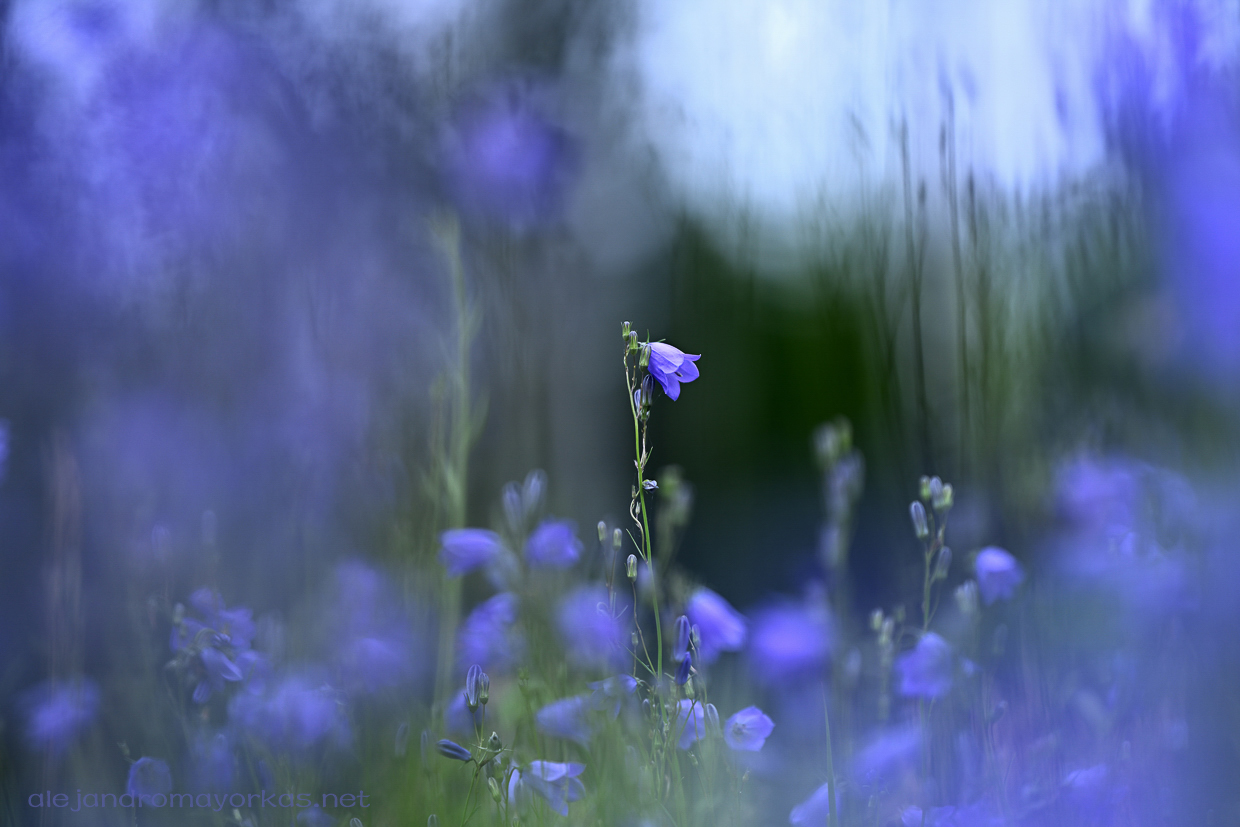 尼康“斑丽”：135mm f/1.8 S 超锐利镜头，完美散景效果